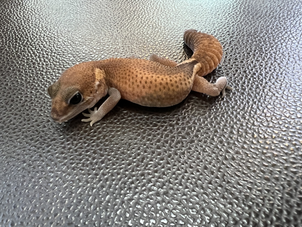 ニシアフリカトカゲモドキ（パティhetオレオ)(1)