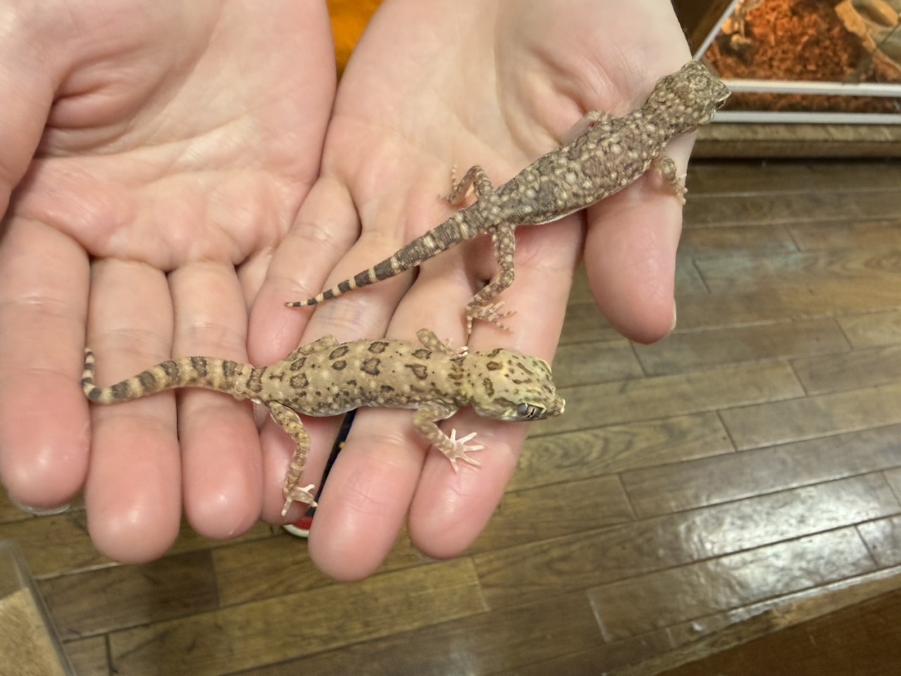 アスワンボウユビヤモリ(2)