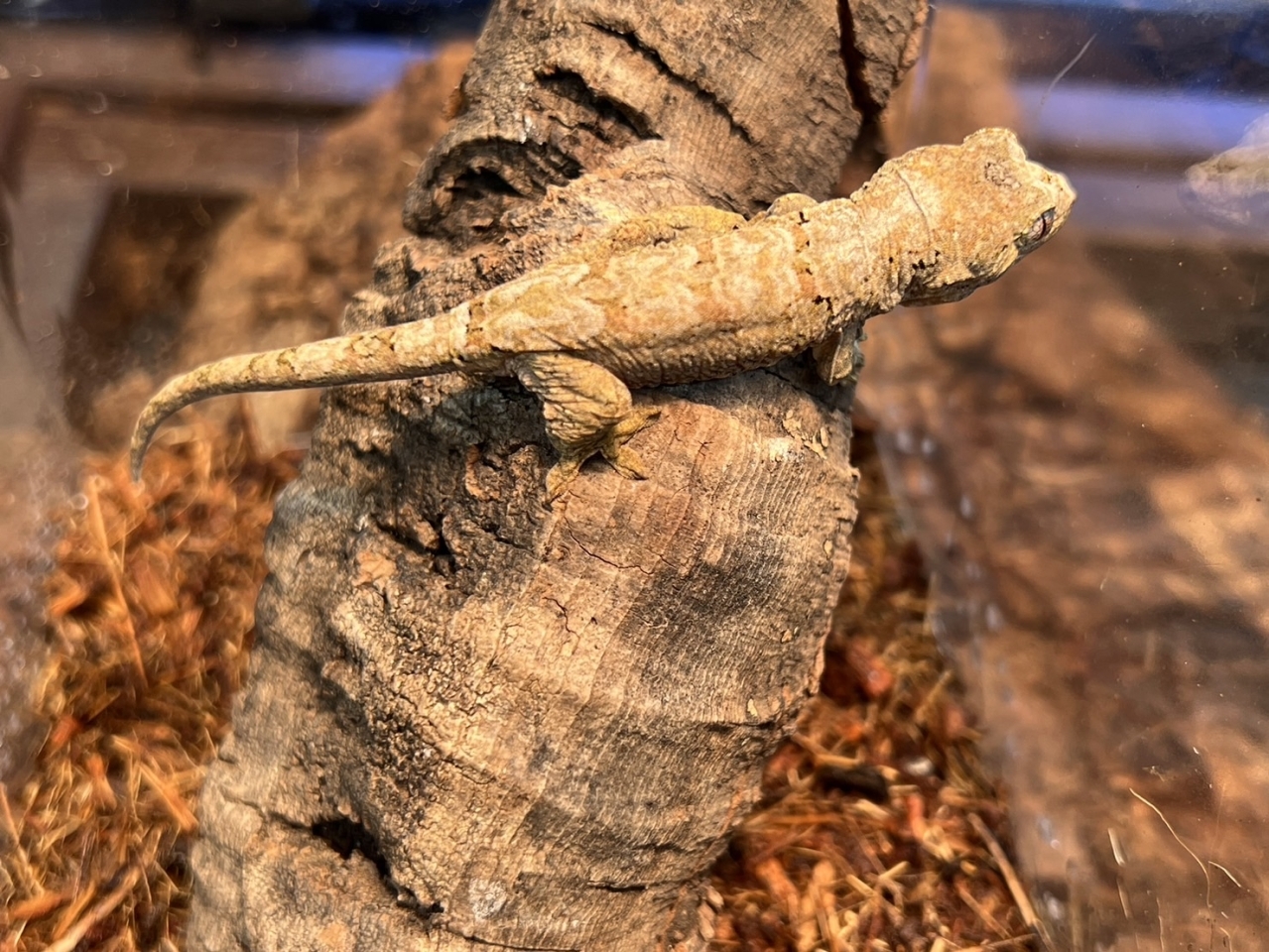 マモノミカドヤモリ（メインランド）(2)