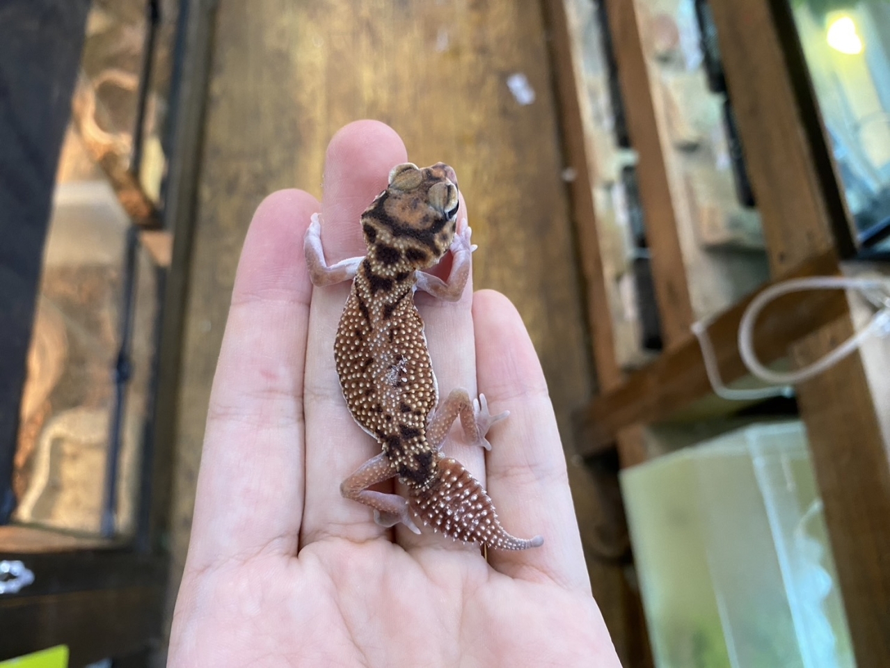 ピルバラナメハダタマオヤモリ（hetアルビノ）(4)