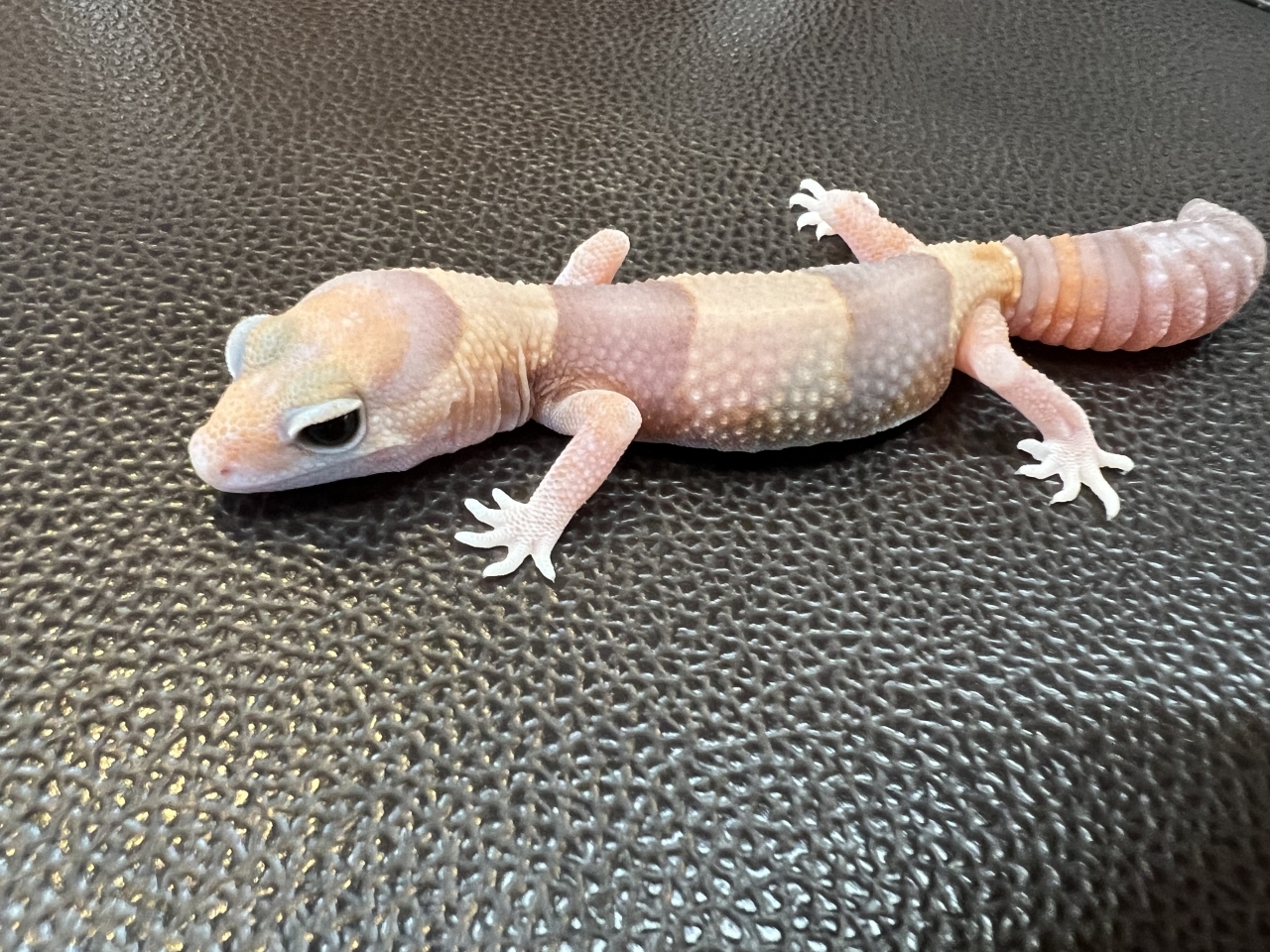 ニシアフリカトカゲモドキ（アメルhetゴースト)(2)