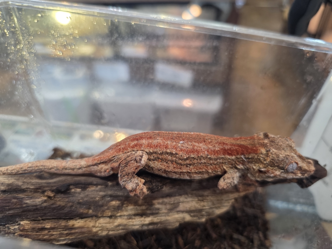 ガーゴイルゲッコー（レッドストライプ）(2)