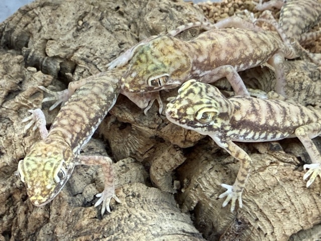 ペトリボウユビヤモリ