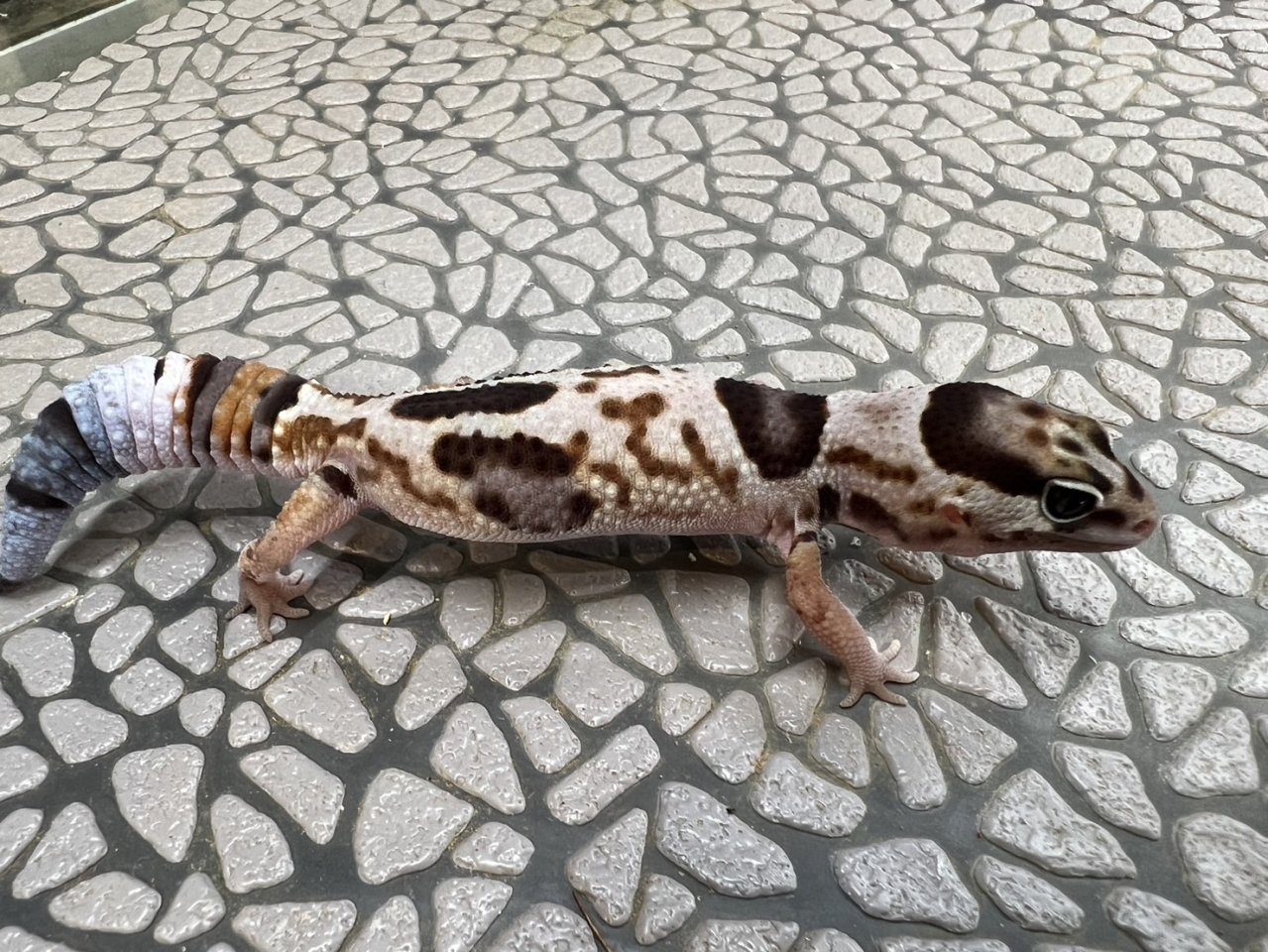 ニシアフリカトカゲモドキ（ホワイトアウト）(2)