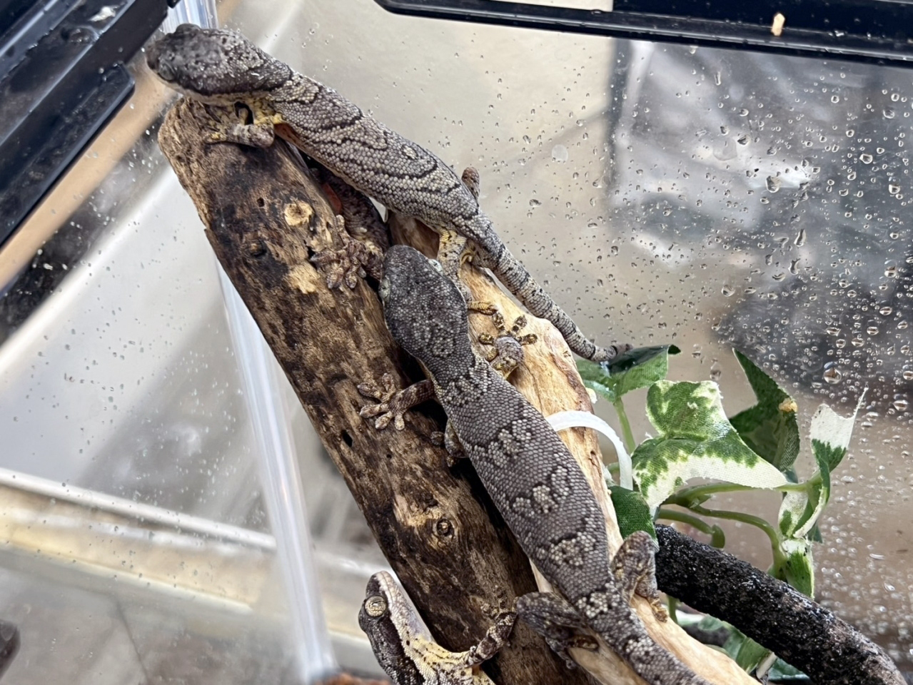 ヒガシアフリカネコツメヤモリ(3)