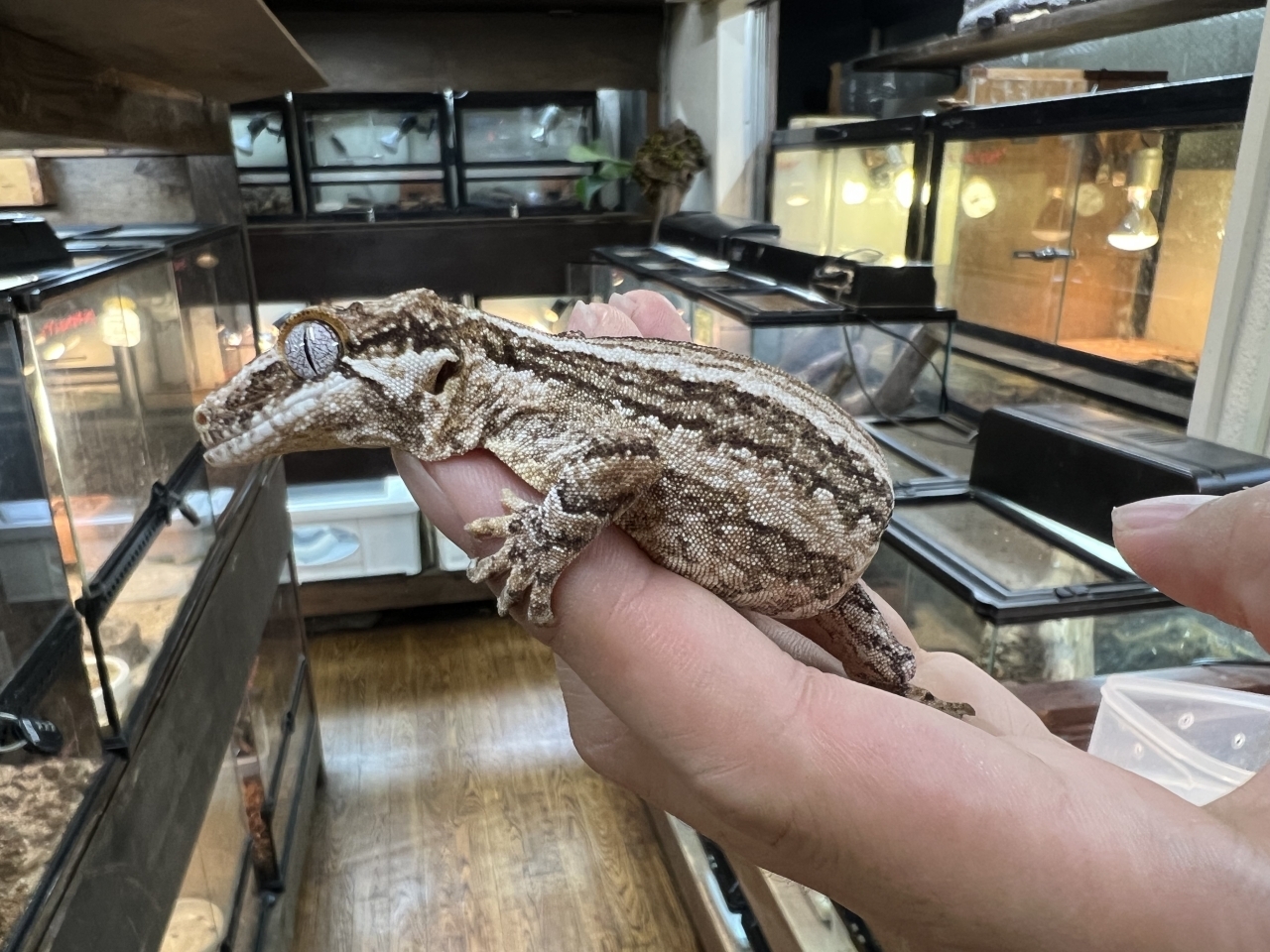 ガーゴイルゲッコー（オレンジストライプ）(1)