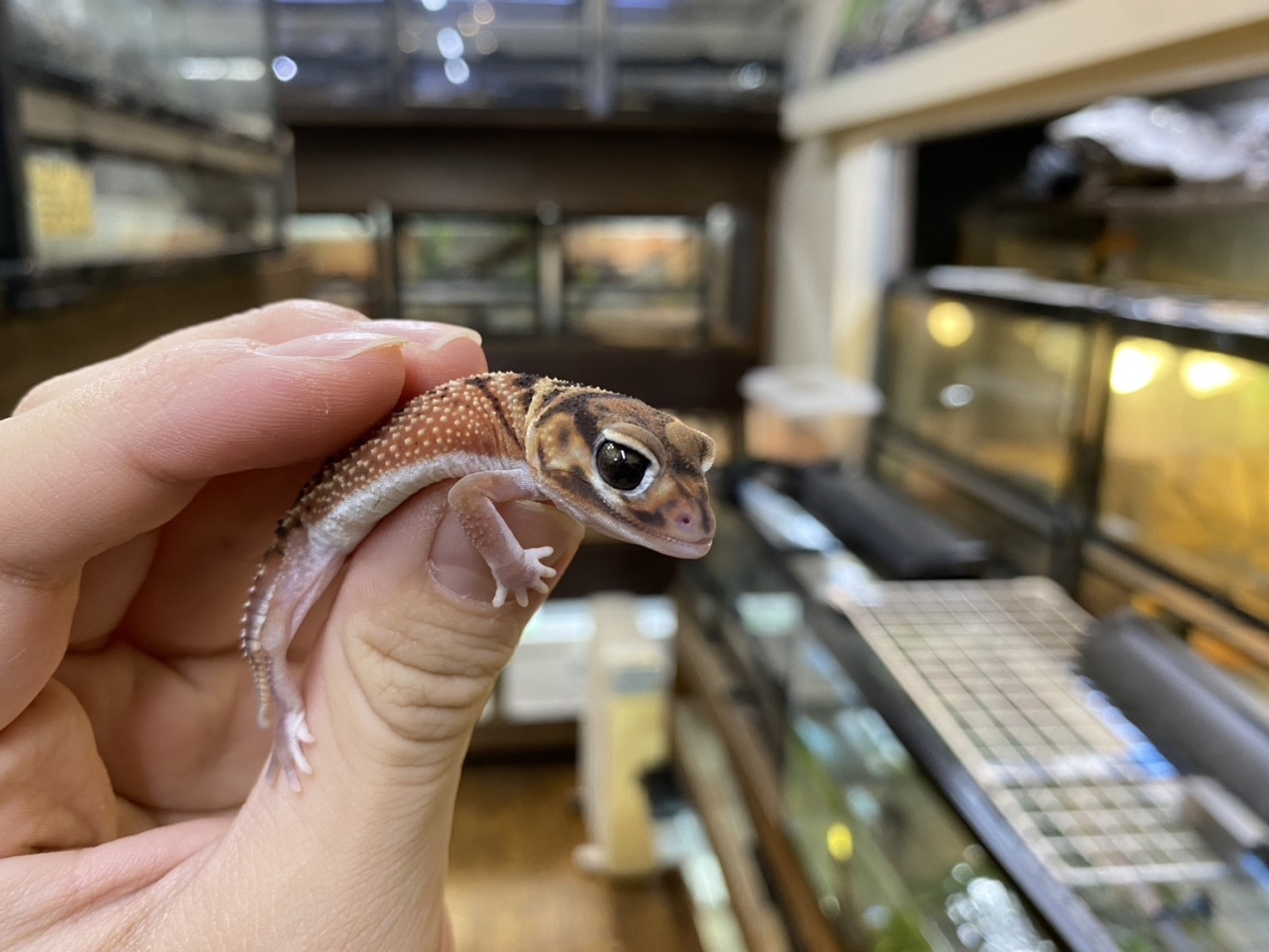 ピルバラナメハダタマオヤモリ（hetアルビノ）(3)