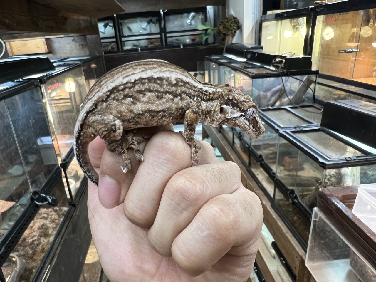 ガーゴイルゲッコー（オレンジストライプ）(2)