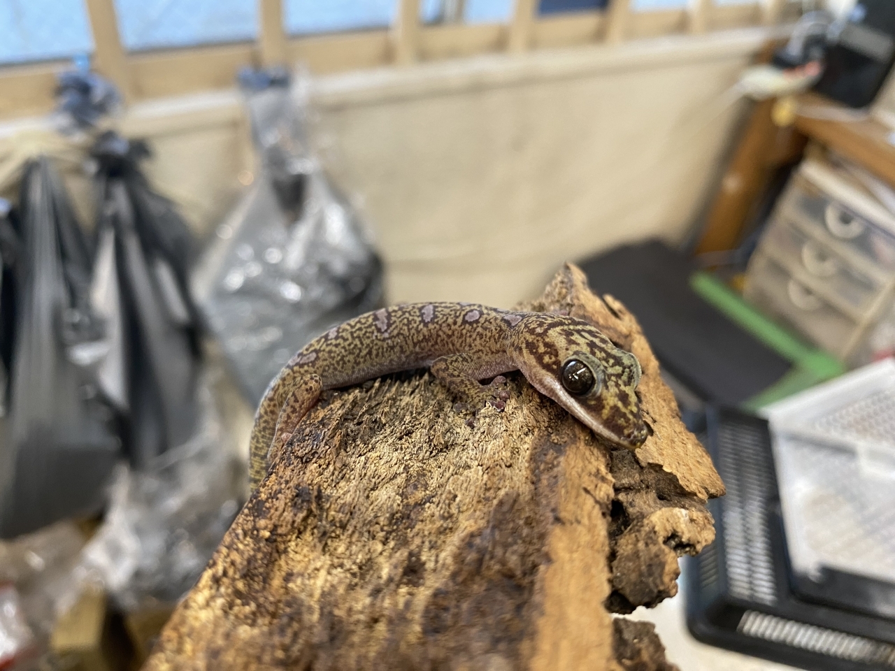 ハスオビビロードヤモリ(1)