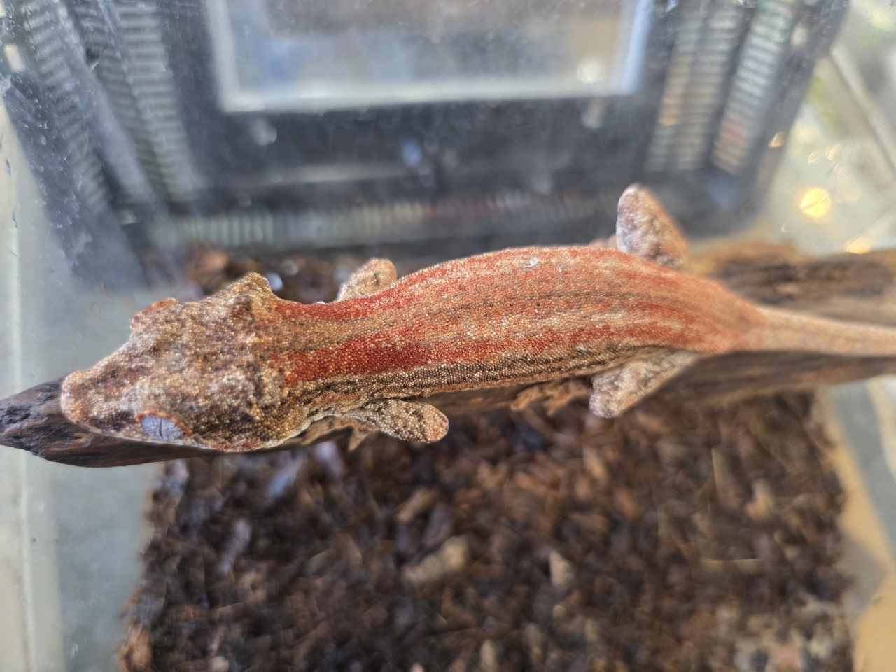 ガーゴイルゲッコー（レッドストライプ）(4)