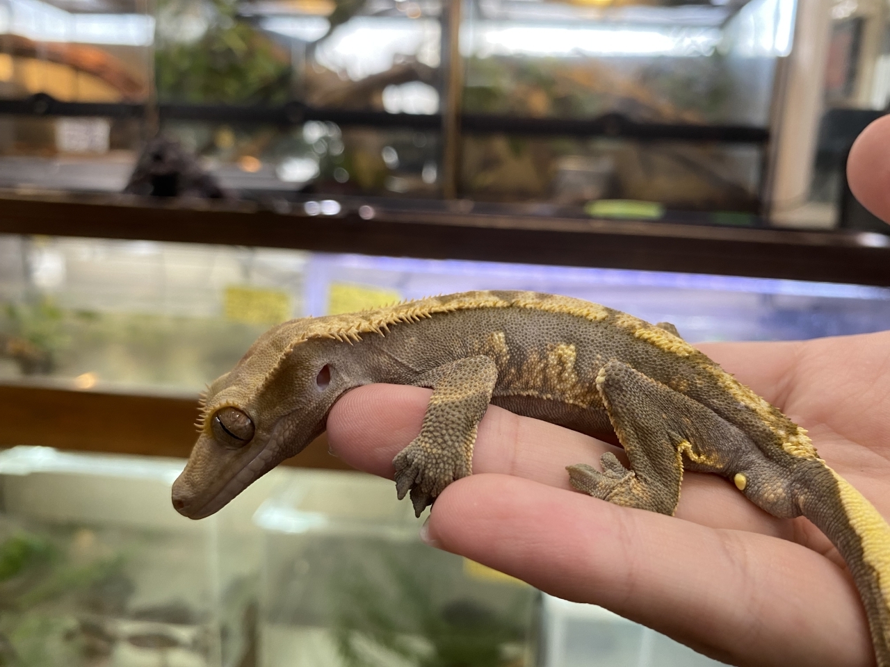 クレステッドゲッコー（ハーレクイン）(2)