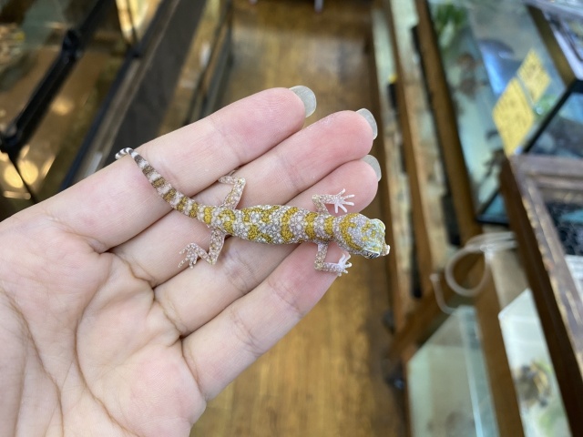 エレガンスボウユビヤモリ