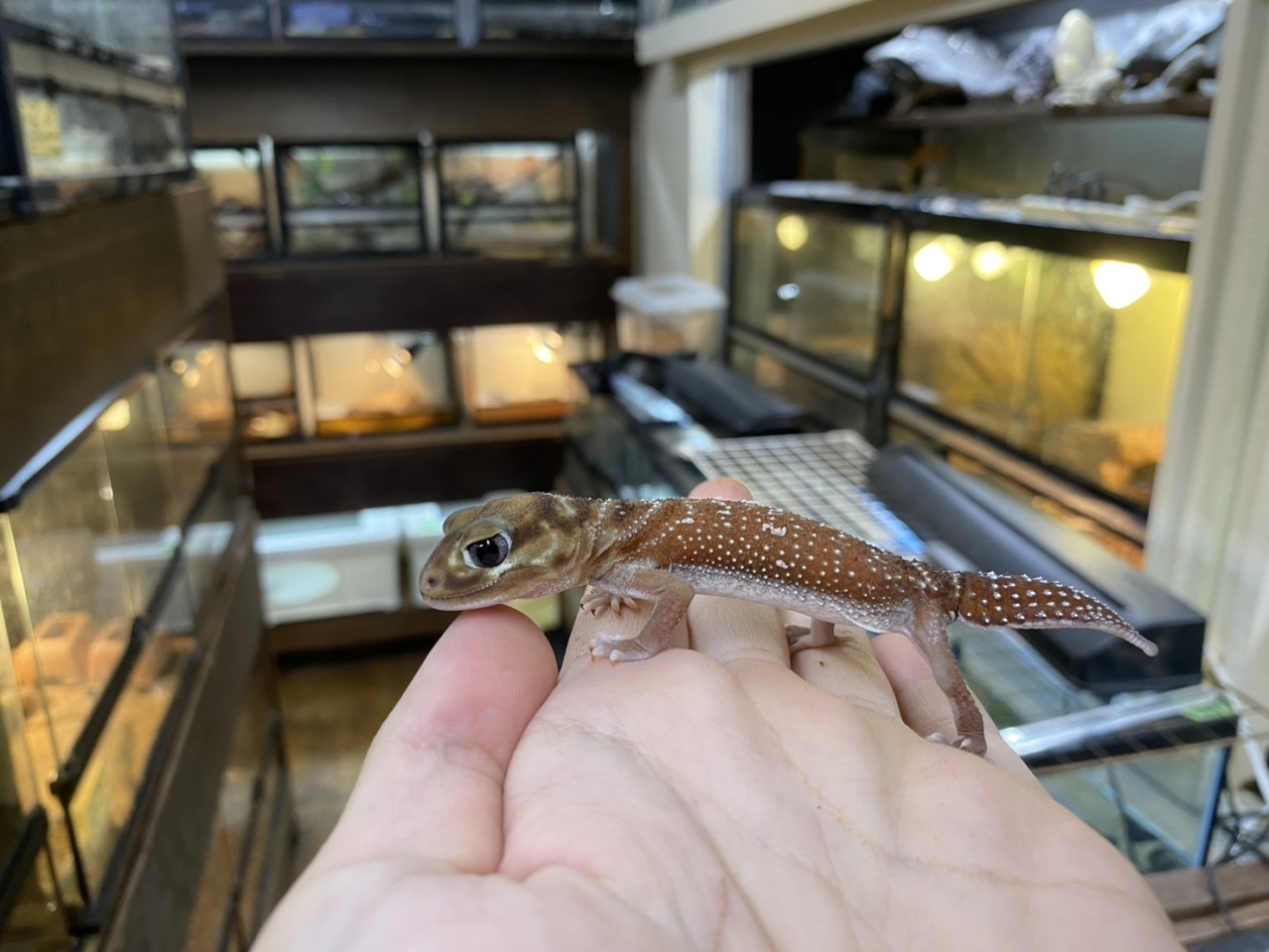 ピルバラナメハダタマオヤモリ（hetアルビノ）(2)