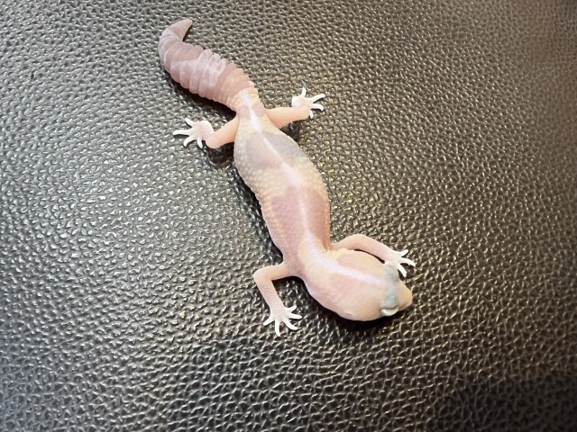 ニシアフリカトカゲモドキ（アメルズールー)