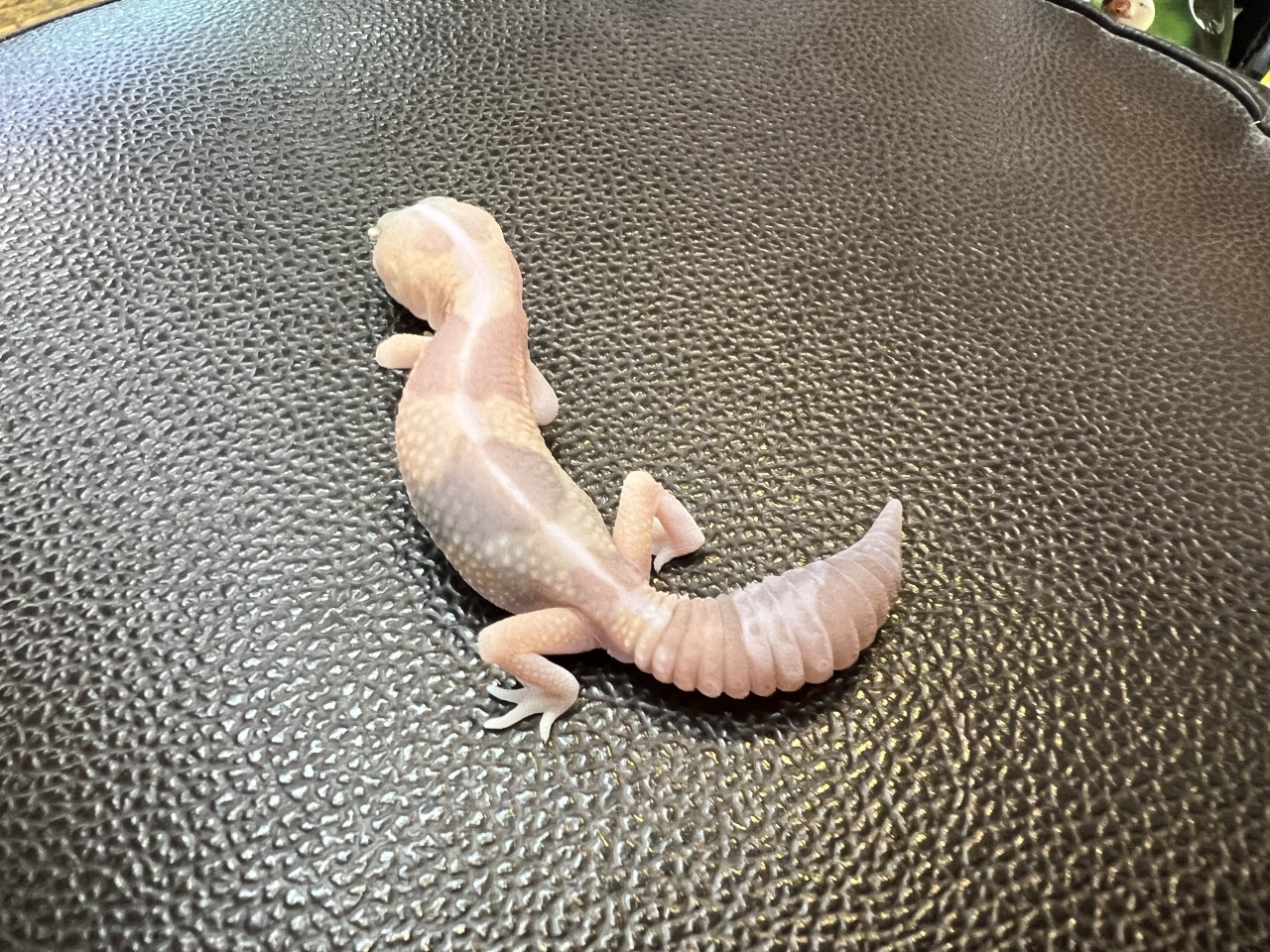 ニシアフリカトカゲモドキ（アメルズールー)(2)