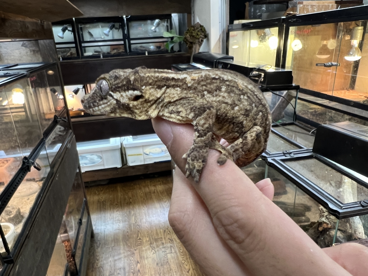 爬虫類ショップ サウリア大東店|ガーゴイルゲッコー(イエローストライプ)