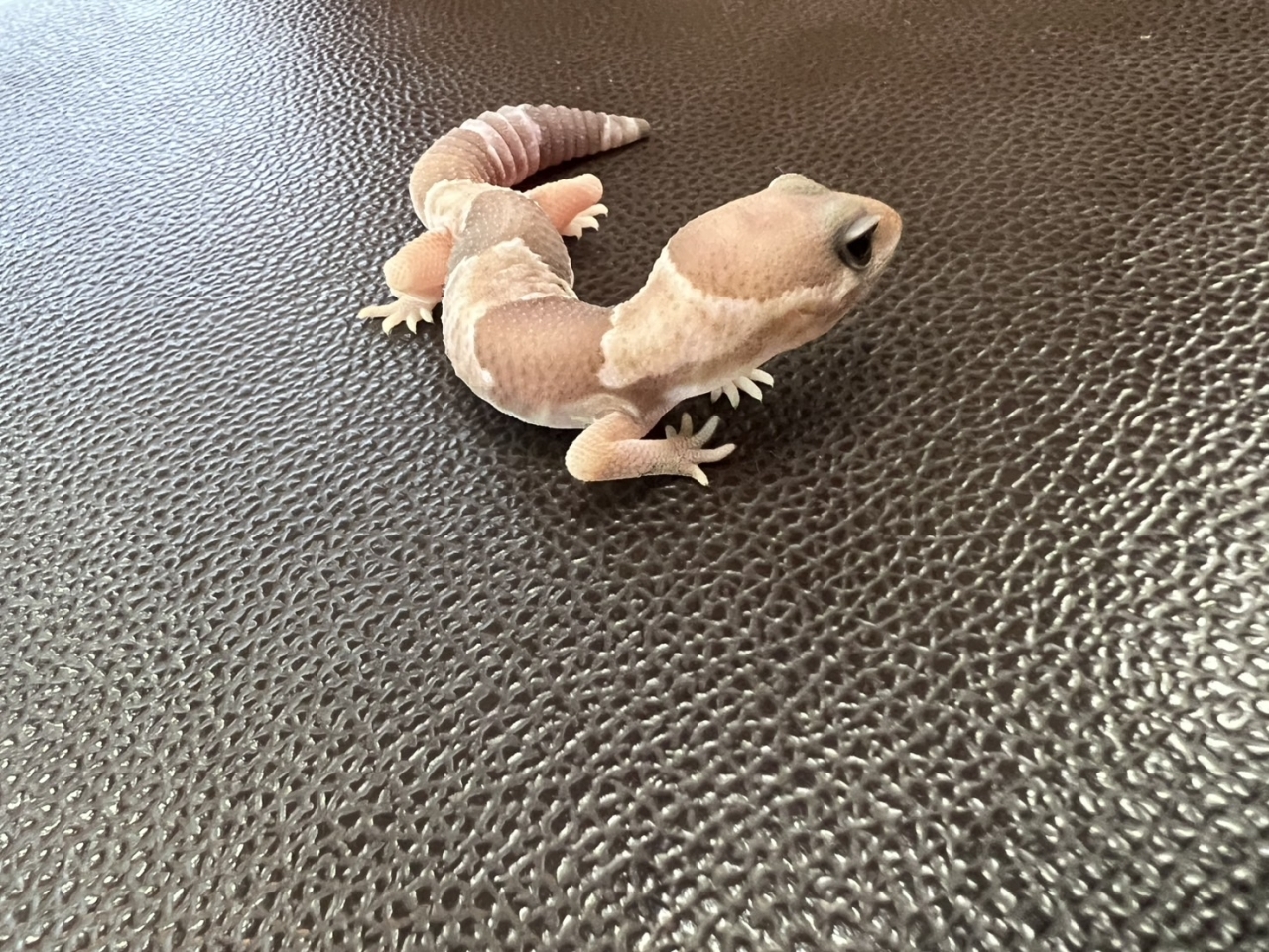 ニシアフリカトカゲモドキ（キャラメルhetゴースト)(3)