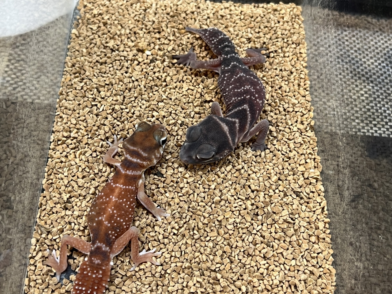 ナメハダタマオヤモリ(4)