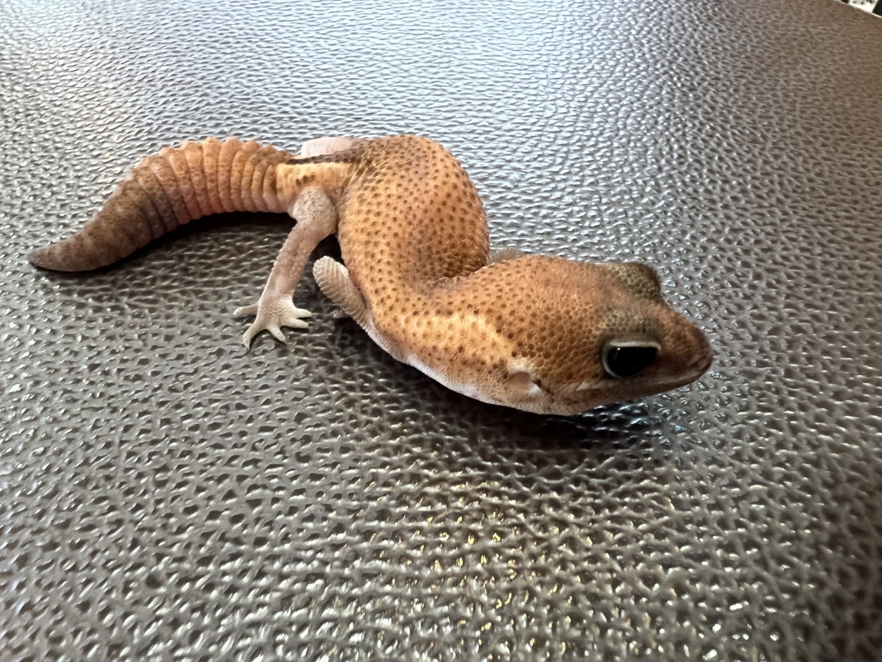 ニシアフリカトカゲモドキ（パティhetオレオ)(3)