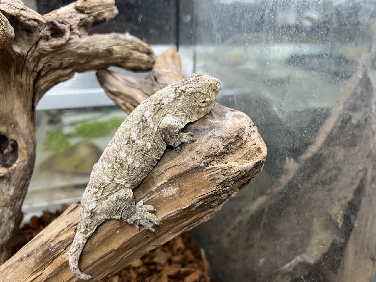 ジャイアントゲッコー（マウントコーギス）（No.1）(4)