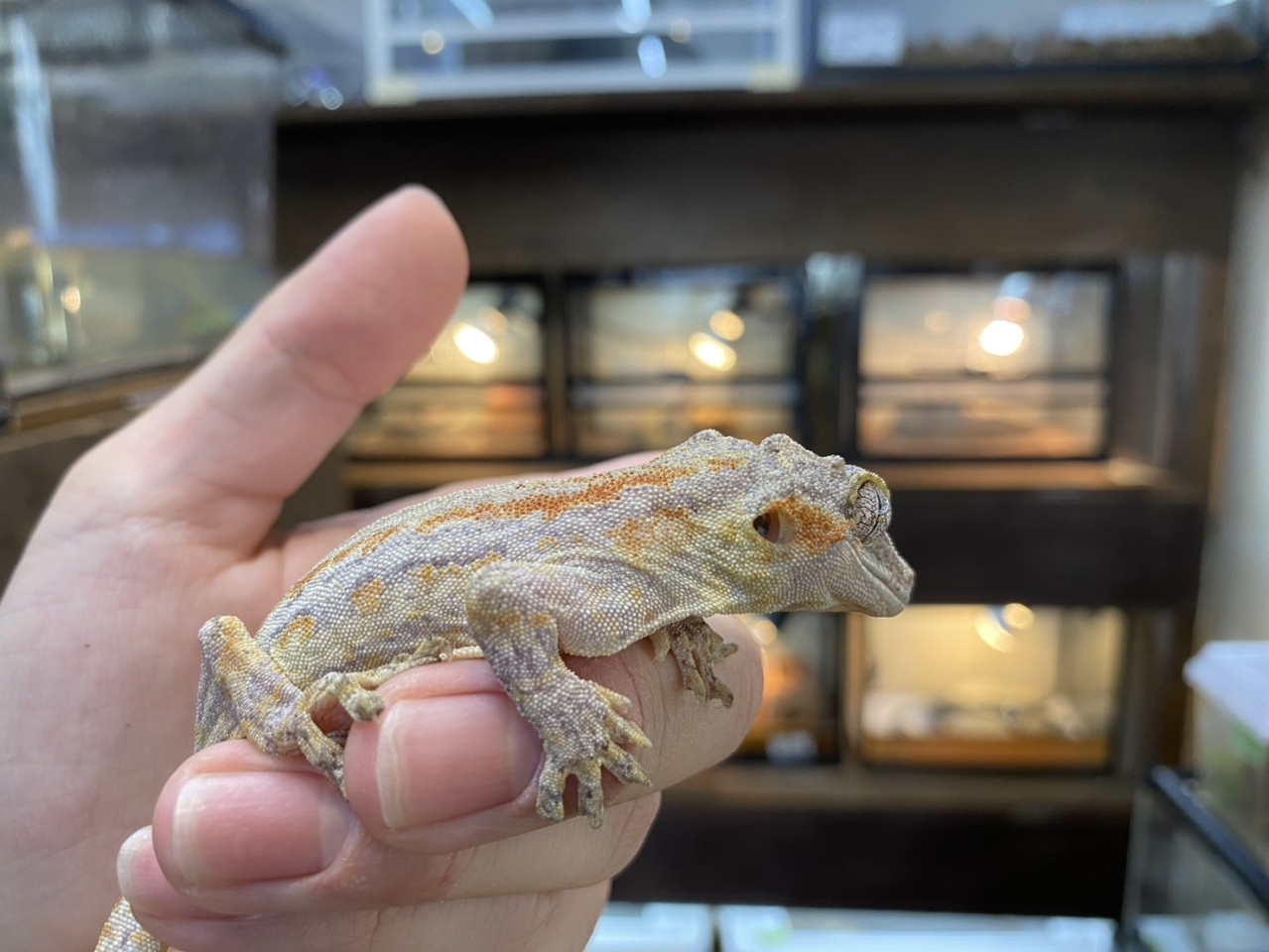 ガーゴイルゲッコー（レッドストライプ）(2)