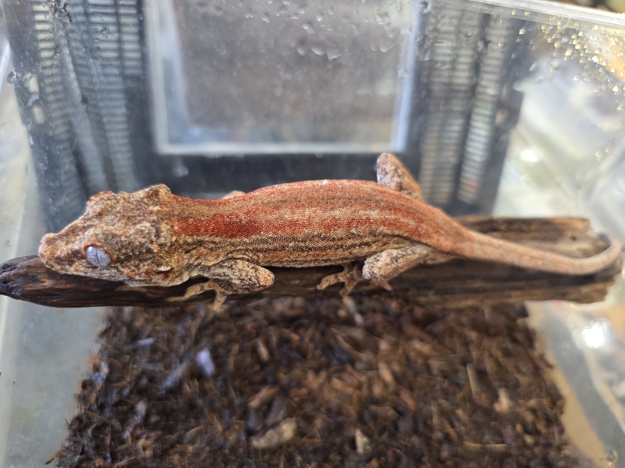 ガーゴイルゲッコー（レッドストライプ）(3)