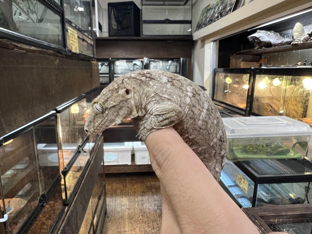 ジャイアントゲッコー（マウントコーギス）（No.1）(1)