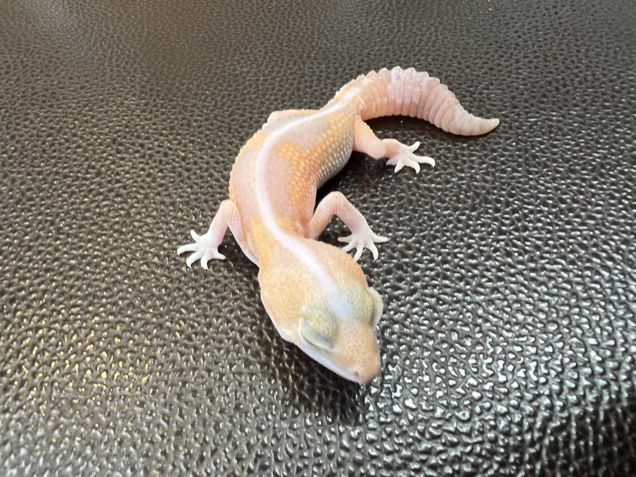 ニシアフリカトカゲモドキ（アメルズールー)(2)