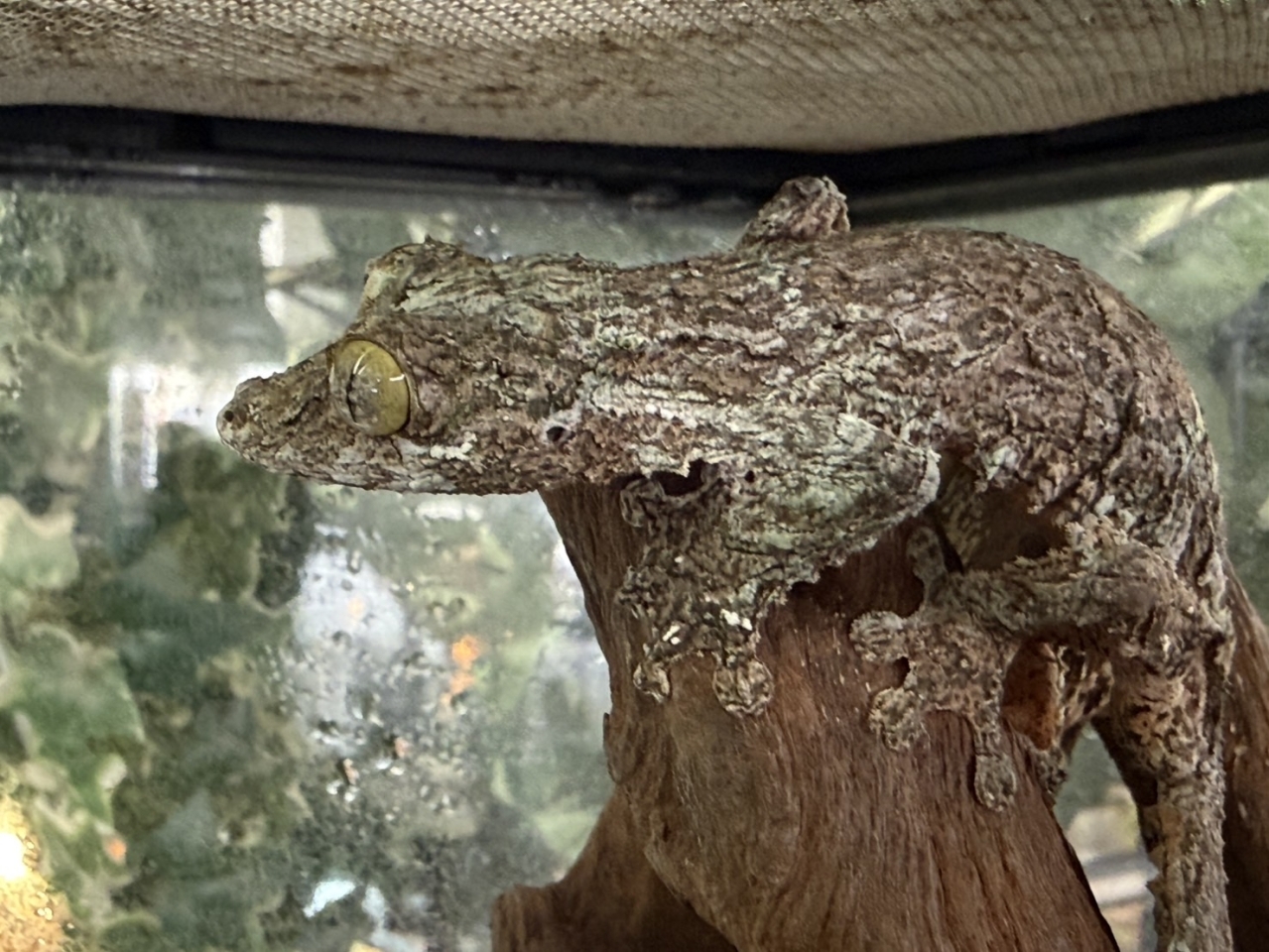 ヤマビタイヘラオヤモリ(2)