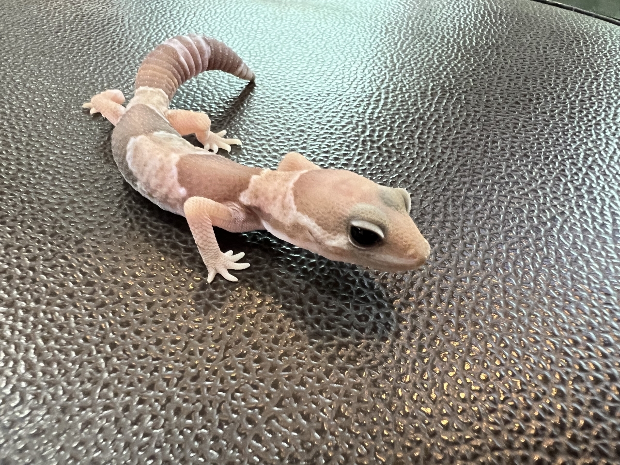 ニシアフリカトカゲモドキ（キャラメルhetゴースト)(1)