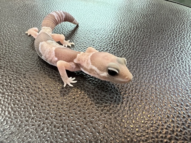 ニシアフリカトカゲモドキ（キャラメルhetゴースト)