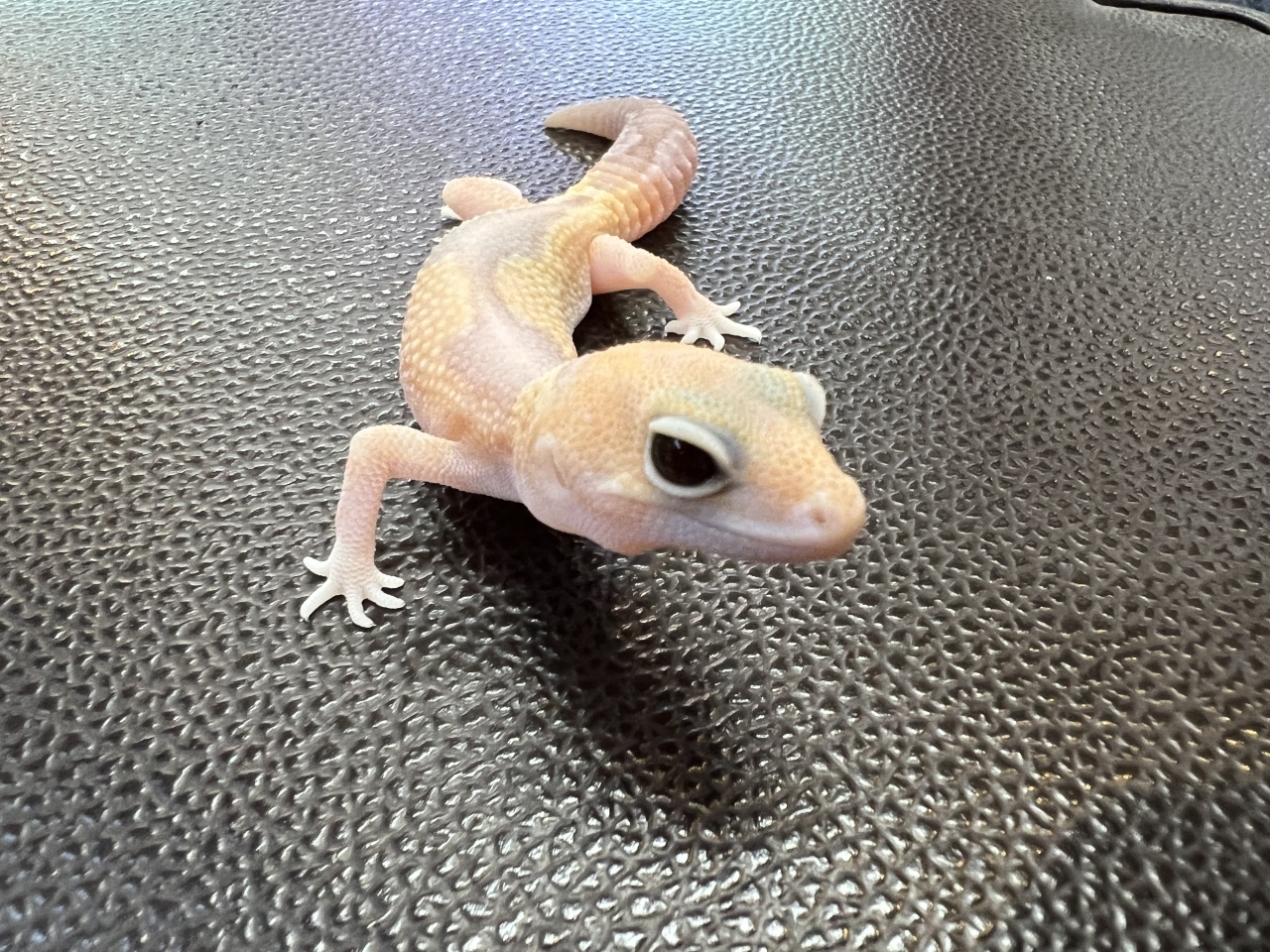 ニシアフリカトカゲモドキ（アメルズールー)(1)