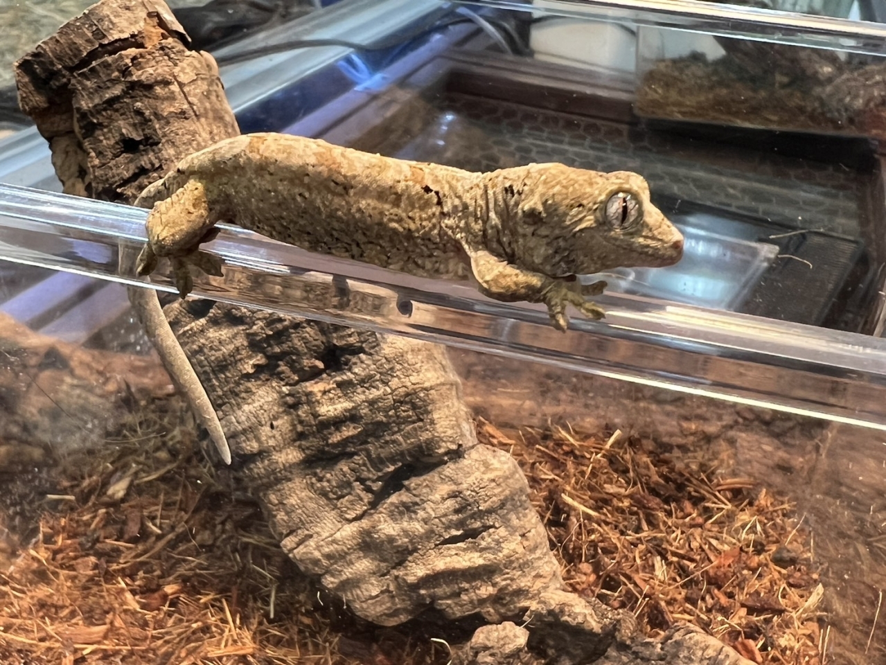 マモノミカドヤモリ（メインランド）(1)