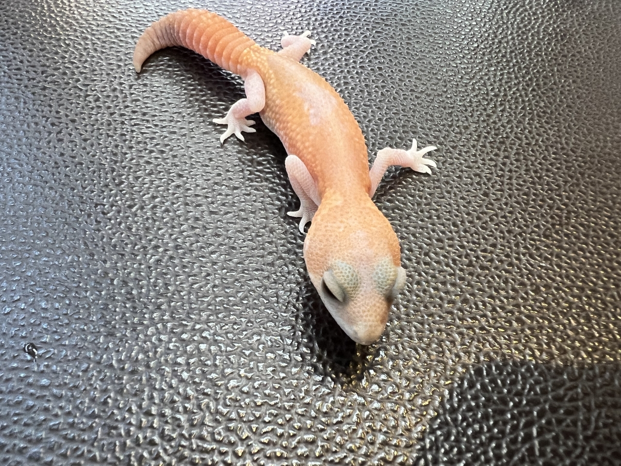 ニシアフリカトカゲモドキ（アメルパティ)(2)