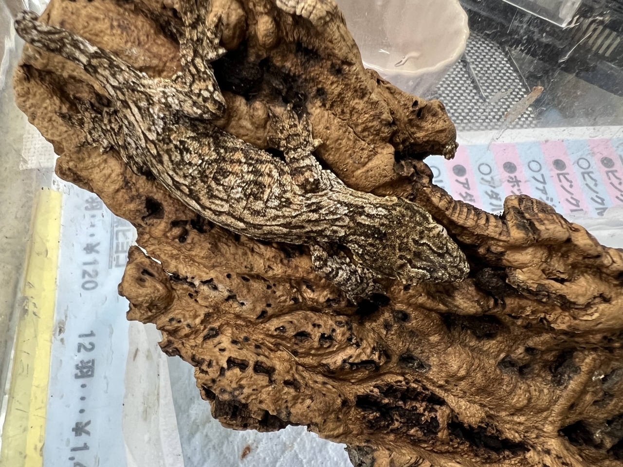 ジャイアントゲッコー（マウントコーギス）（No.2）(2)