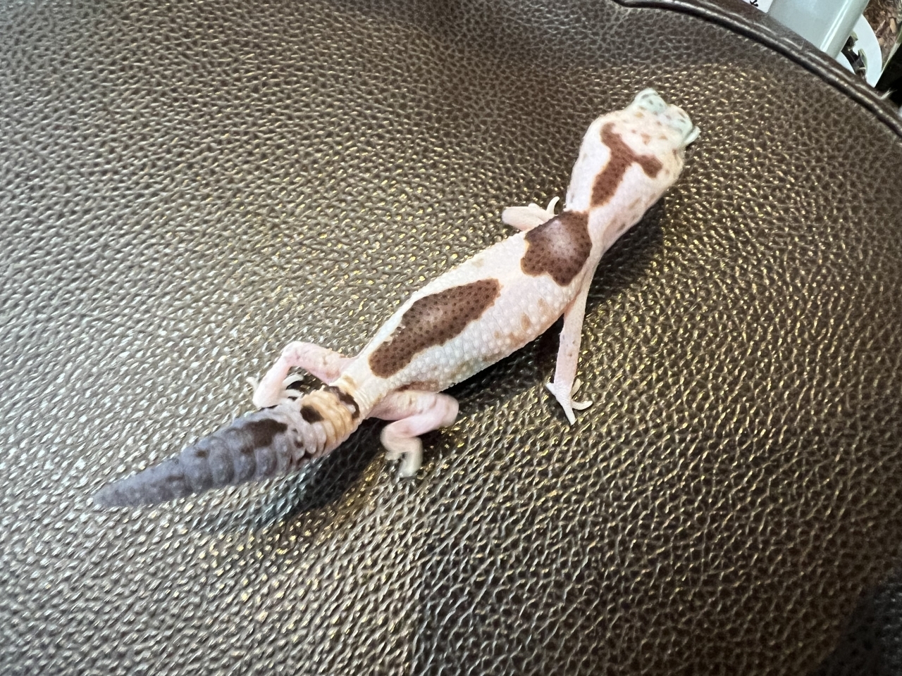 ニシアフリカトカゲモドキ（WOズールーhetゴーストオレオ)(2)