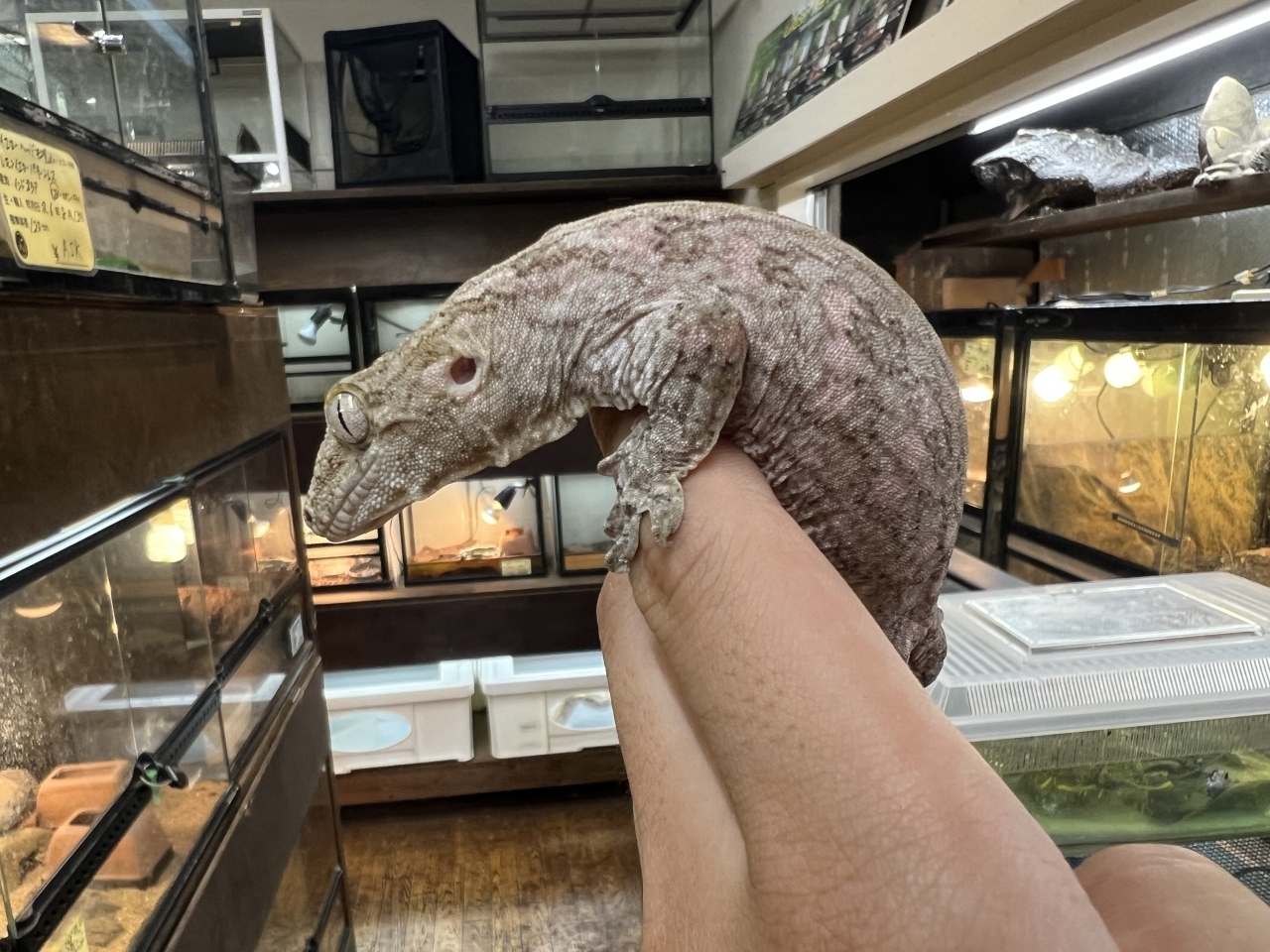 ジャイアントゲッコー（マウントコーギス）（No2）(2)