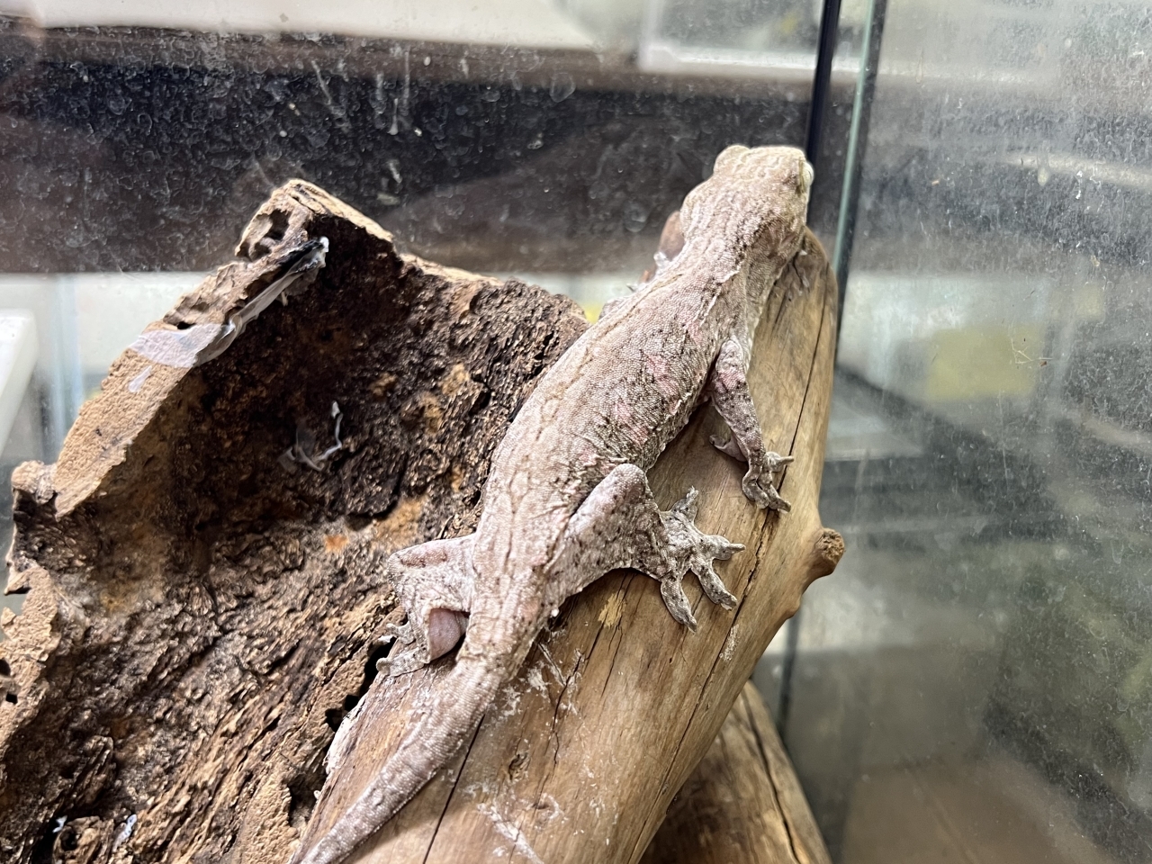 ジャイアントゲッコー（マウントコーギス）（No2）(3)