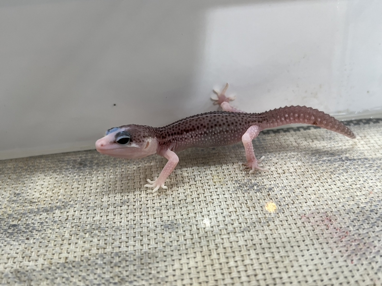 ヒョウモントカゲモドキ（ギャラクシー）(1)