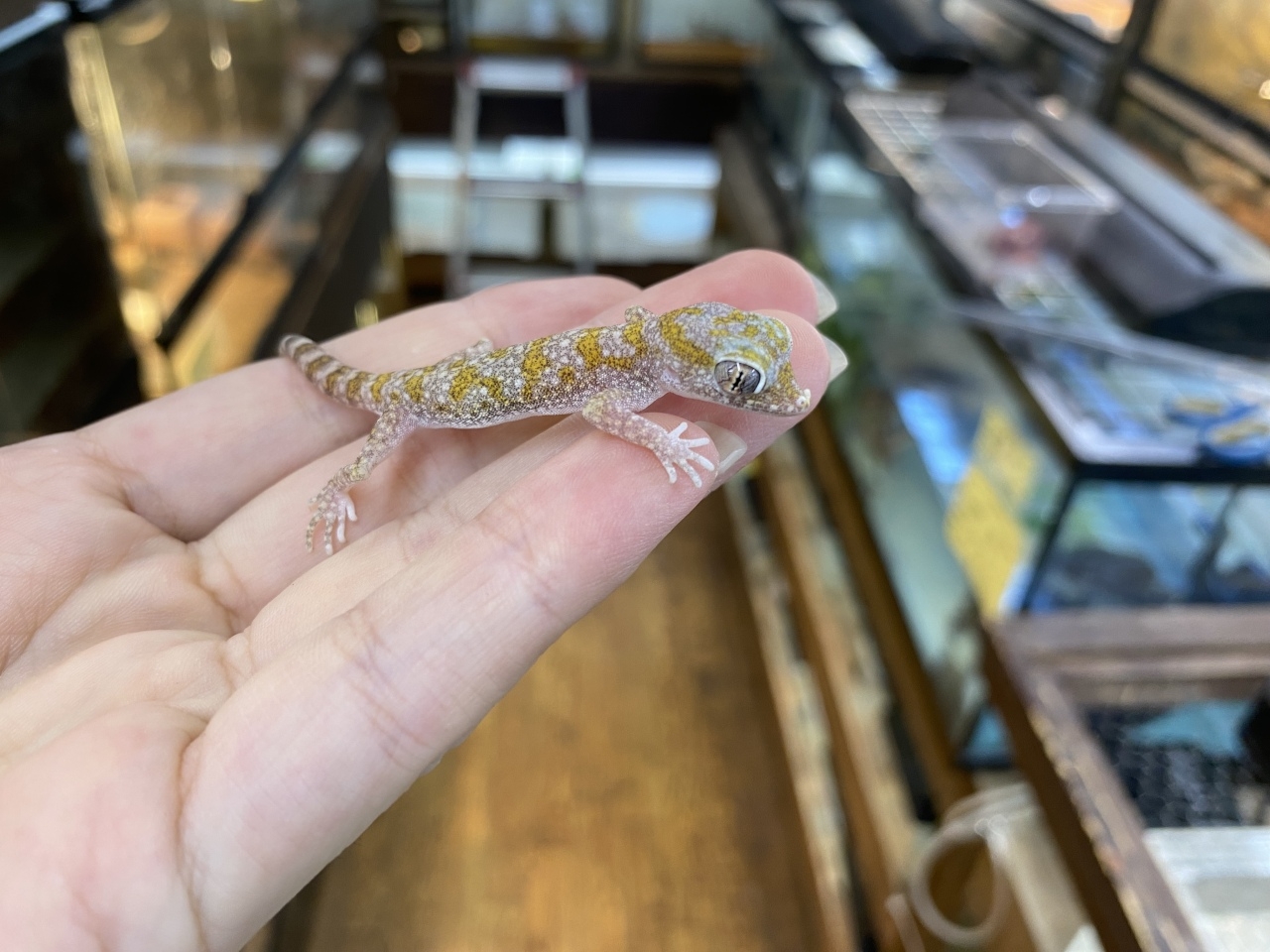 エレガンスボウユビヤモリ(2)