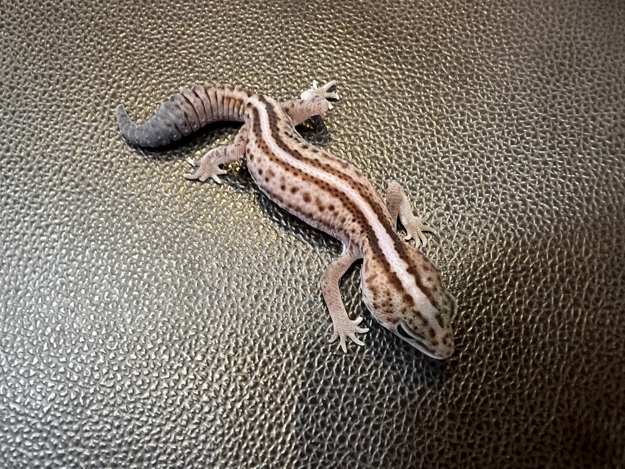 ニシアフリカトカゲモドキ（WOパティhetスノー)(1)