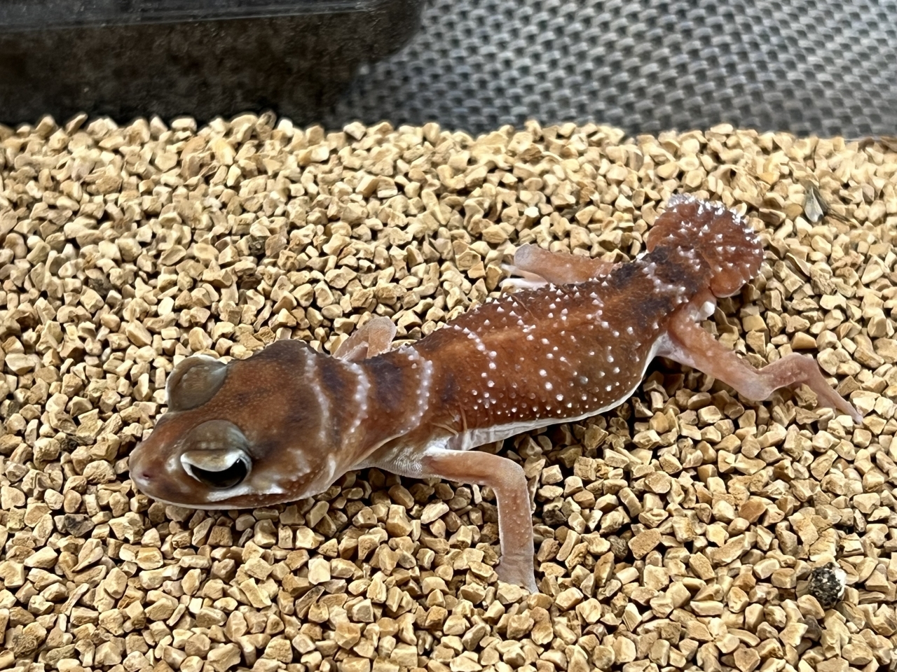 ナメハダタマオヤモリ(2)