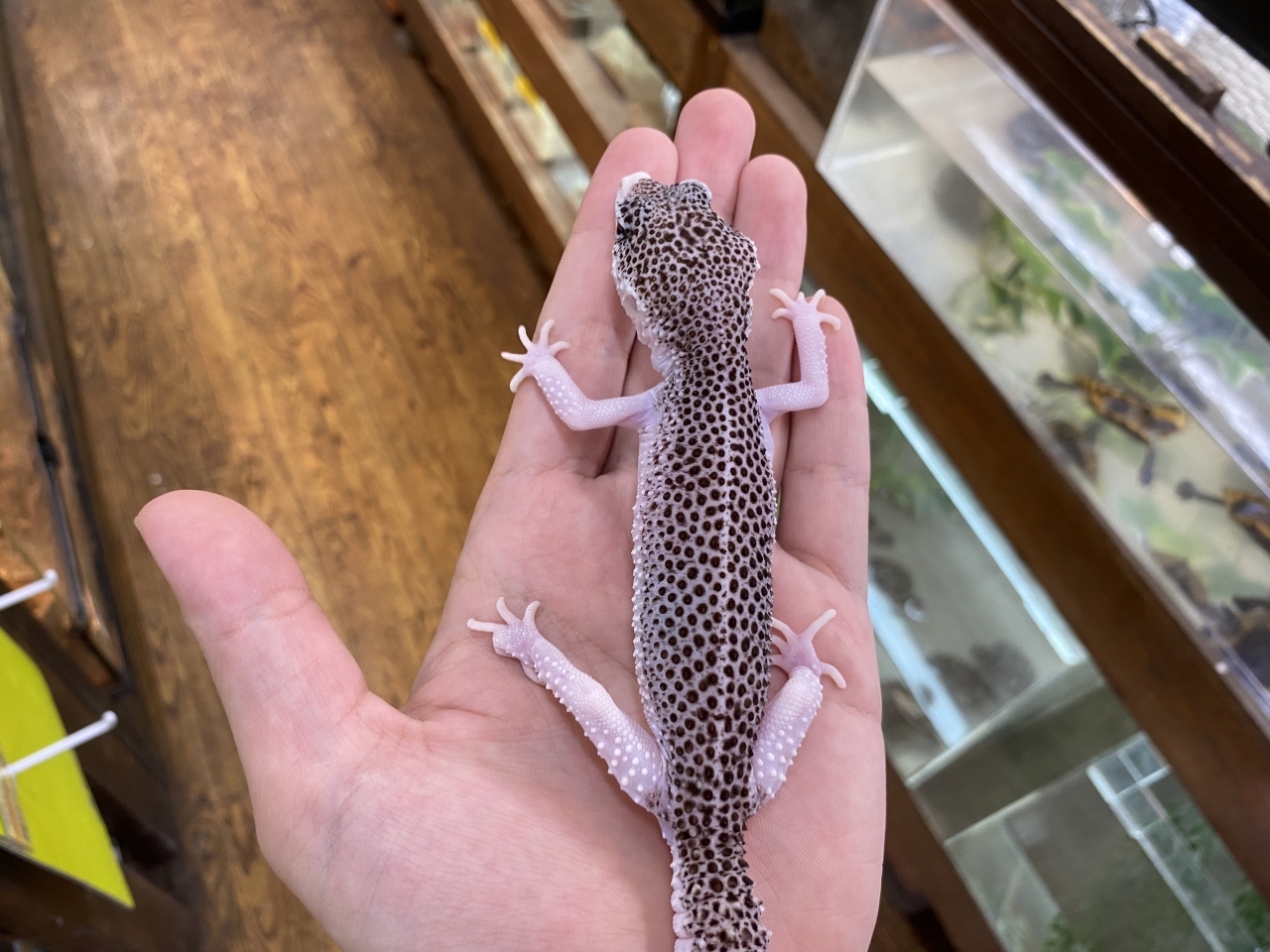 ヒョウモントカゲモドキ（ギャラクシー）(2)