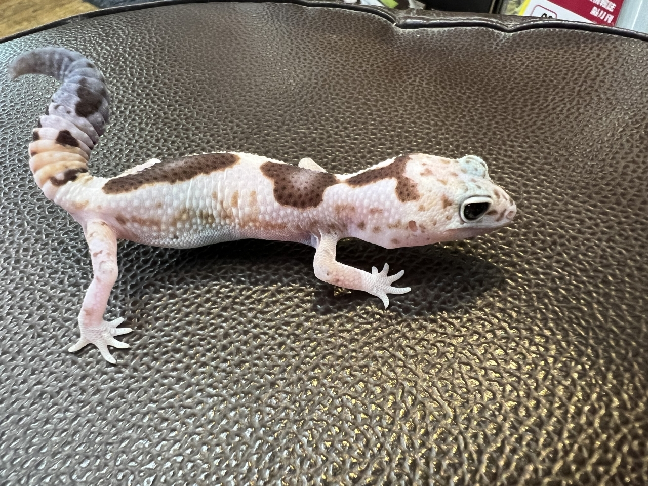 ニシアフリカトカゲモドキ（WOズールーhetゴーストオレオ)(1)