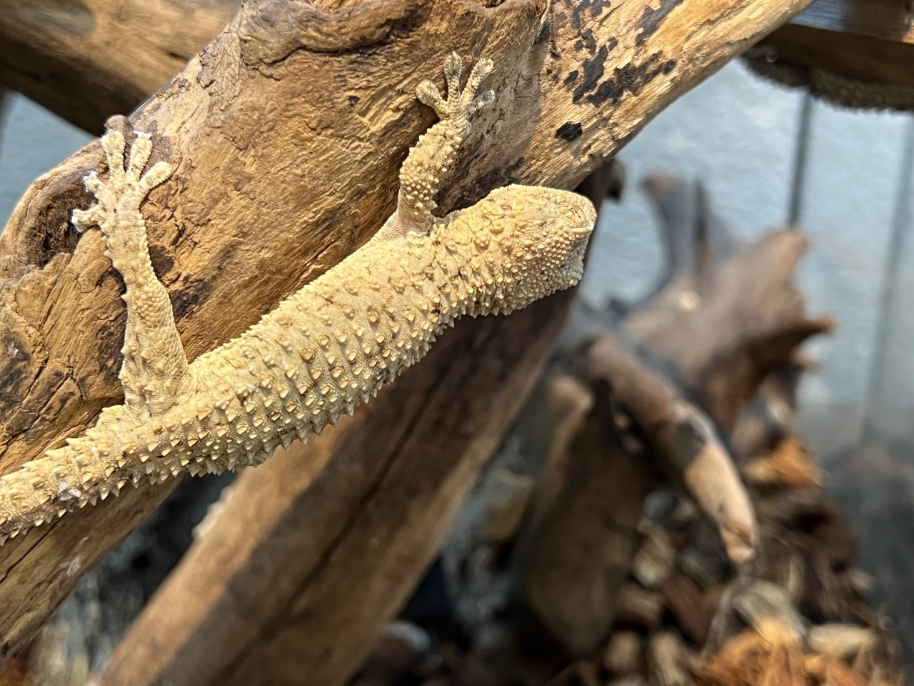 ムーアカベヤモリ(2)