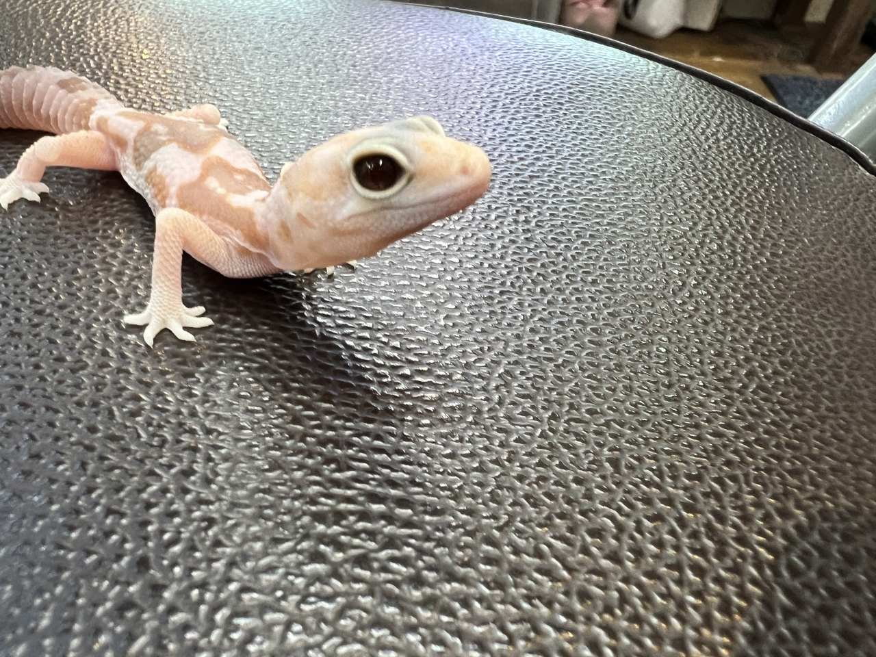 ニシアフリカトカゲモドキ（アメルズールー)(3)