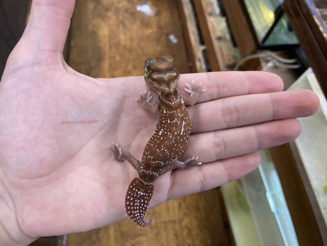 ピルバラナメハダタマオヤモリ（hetアルビノ）