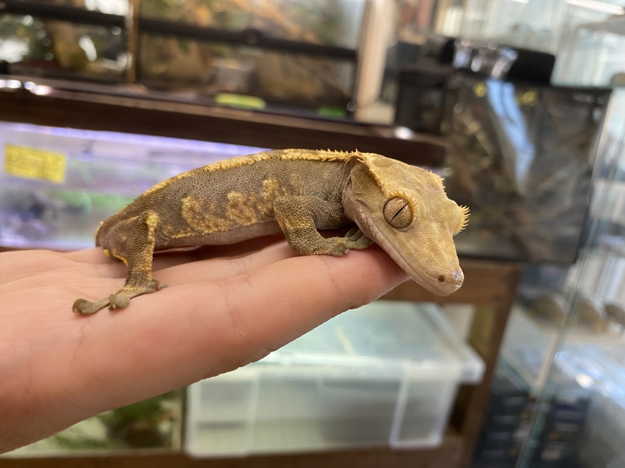 クレステッドゲッコー（ハーレクイン）(1)