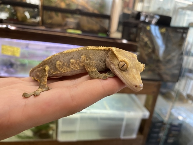 クレステッドゲッコー（ハーレクイン）