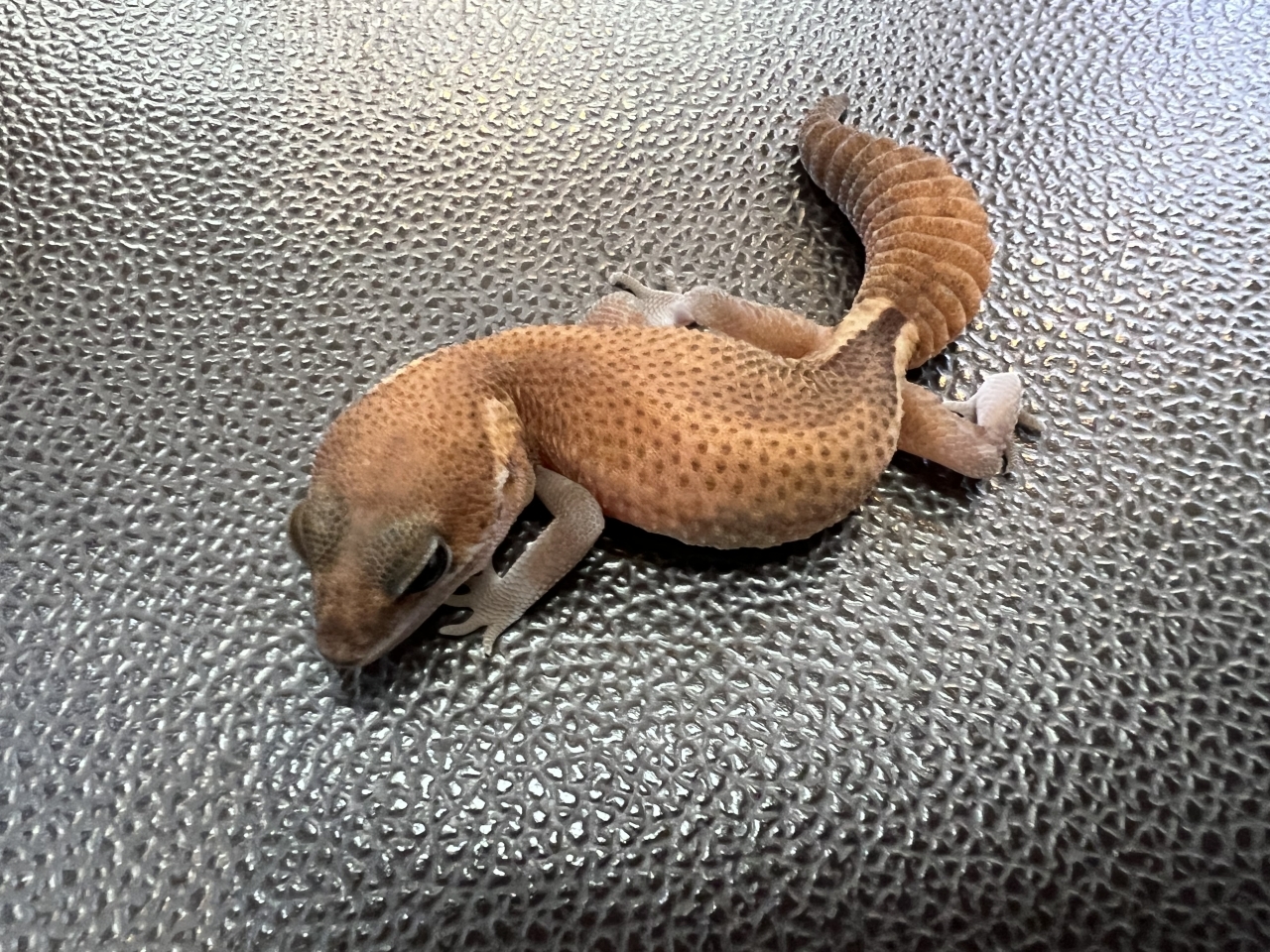 ニシアフリカトカゲモドキ（パティhetオレオ)(2)